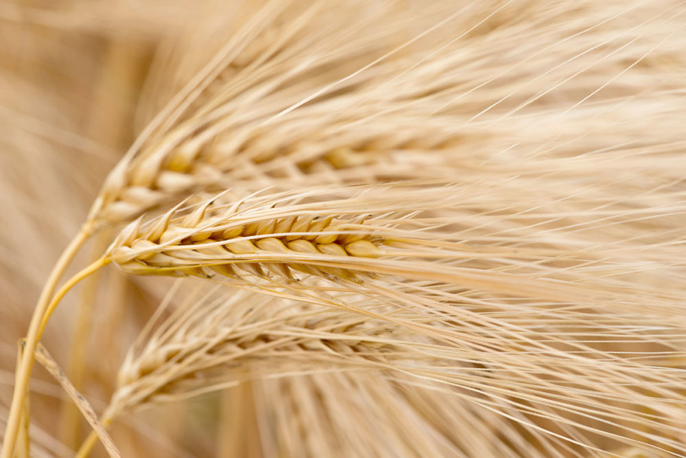 小麦微生物的挑战