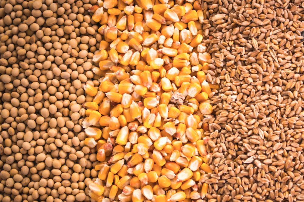 大豆，玉米和小麦