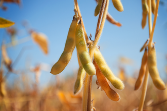 在蓝天的衬托下，收获期间，田间植物茎上成熟的大豆品种豆荚。