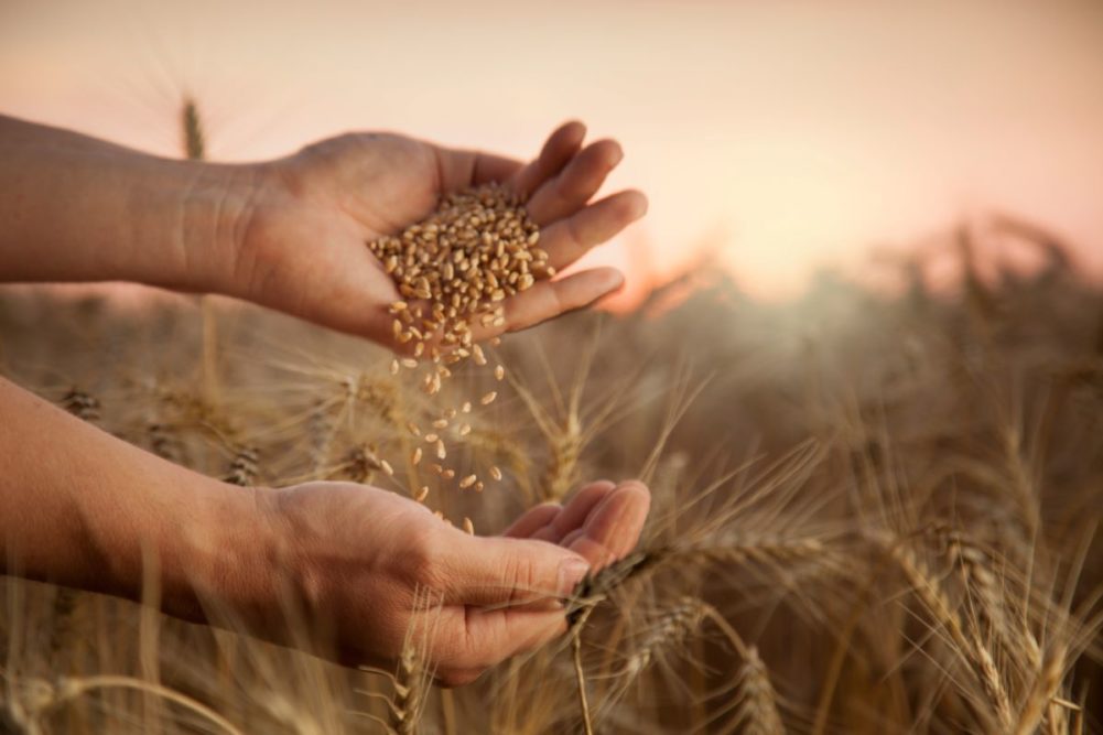 小麦收获，双手，麦粒，麦田，土坯