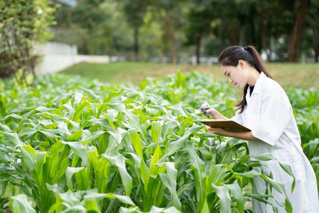 科学家研究玉米，再生农业