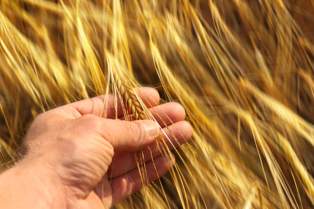 分析小麦